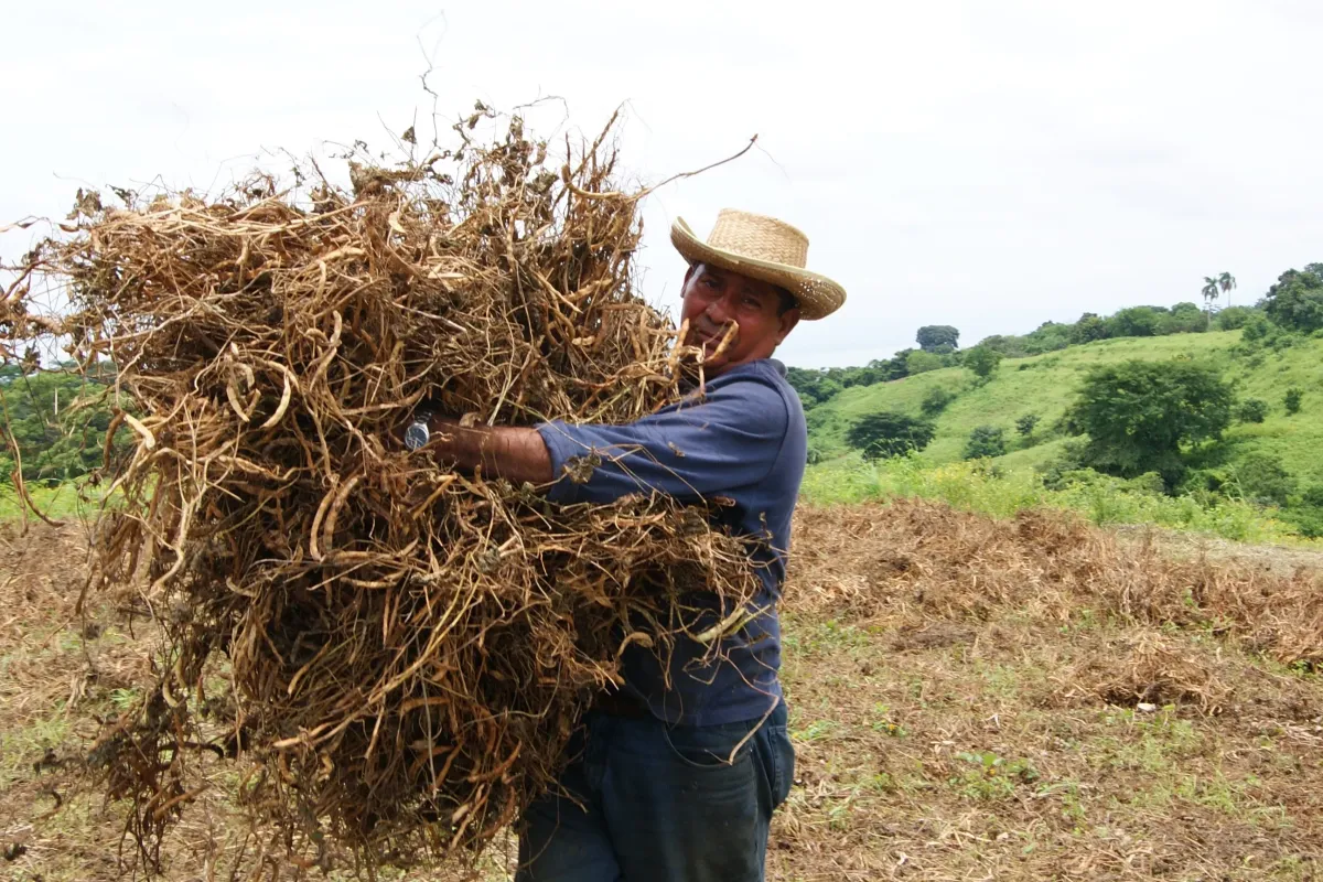 Agriculteur travaillant